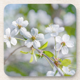 Weiße Kirschblüte Untersetzer