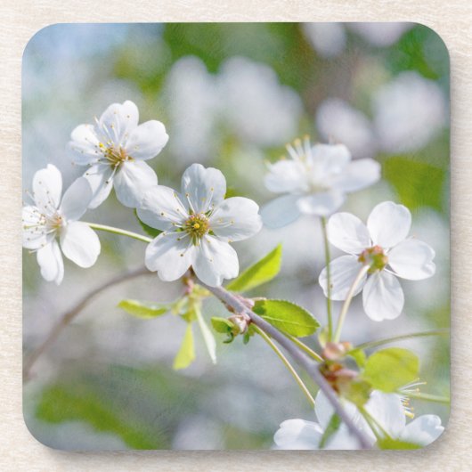 Weiße Kirschblüte Untersetzer (Vorderseite)