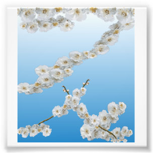 Weiße Kirschblüten Fotodruck