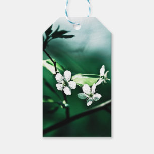 Weiße Kirschblüten Geschenkanhänger