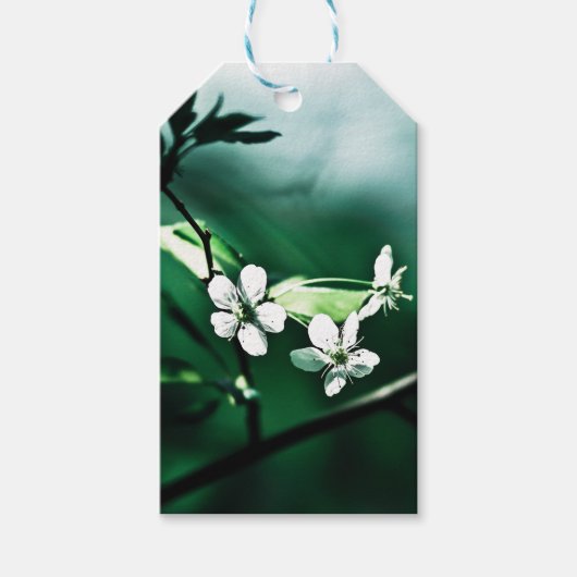 Weiße Kirschblüten Geschenkanhänger (Vorderseite)