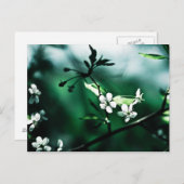 Weiße Kirschblüten Postkarte (Vorne/Hinten)