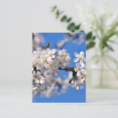 Weisse Kirschblüten Postkarte (Stehend Vorderseite)