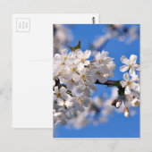 Weisse Kirschblüten Postkarte (Vorne/Hinten)