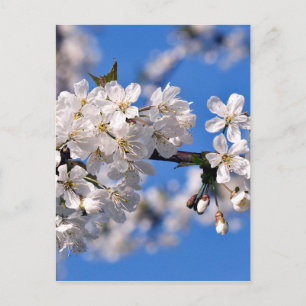 Weisse Kirschblüten Postkarte