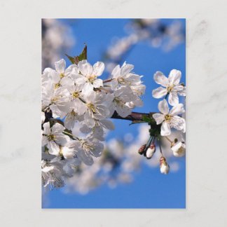 Weisse Kirschblüten Postkarte