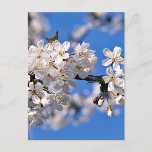 Weisse Kirschblüten Postkarte (Vorderseite)