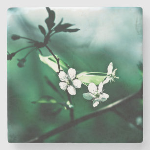 Weiße Kirschblüten Steinuntersetzer