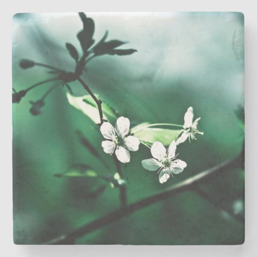 Weiße Kirschblüten Steinuntersetzer (Vorderseite)