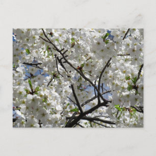Weiße Kirschblüten: Tokio Postkarte