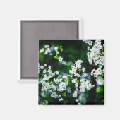 Weiße Kirsche blüht grüne Blätter Magnet (Vorderseite/Rückseite)