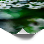 Weiße Kirsche blüht grüne Blätter Poster (Ecke)