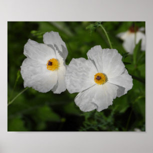 Weiße Klatschmohnblumen Botanische Blumenfotografi Poster