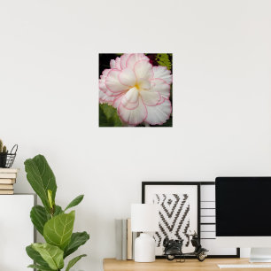 Weiße Knollenbegonie Blütenblume Poster