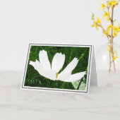 Weiße Kosmos-Blume gegen grünes Laub Karte (Gelbe Blume)