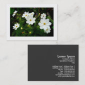 Weiße Kosmos-Blume, Mini-Foto Visitenkarte (Vorne/Hinten)