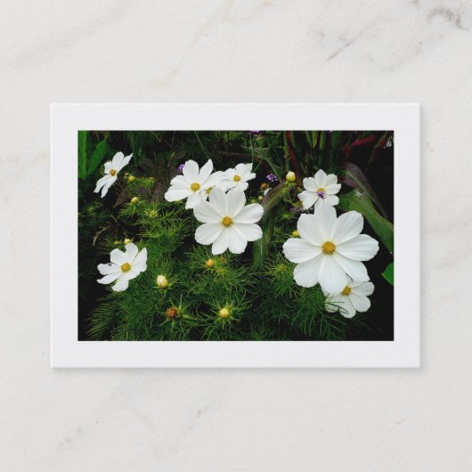Weiße Kosmos-Blume, Mini-Foto Visitenkarte (Vorderseite)