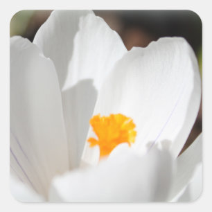 weiße Krokusblüte Quadratischer Aufkleber