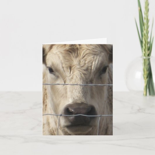 Weiße Kuh - Western-Adressenänderung Ankündigung (Vorderseite)