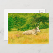 Weiße Kühe Wasserfarbe Postkarte (Vorne/Hinten)