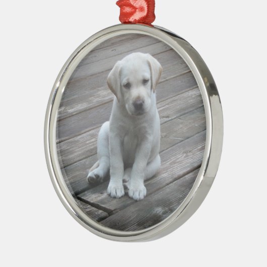 Weiße Labrador Silbernes Ornament (Links)