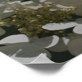 Weiße Lacecap Hydrangea-Blume Poster (Ecke)