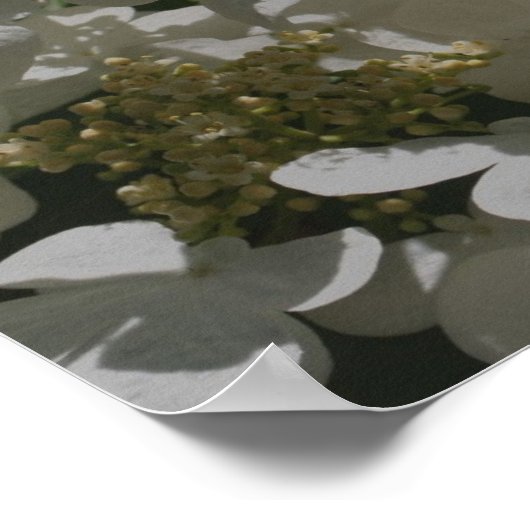 Weiße Lacecap Hydrangea-Blume Poster (Ecke)