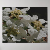 Weiße Lacecap Hydrangea-Blume Poster (Vorne)