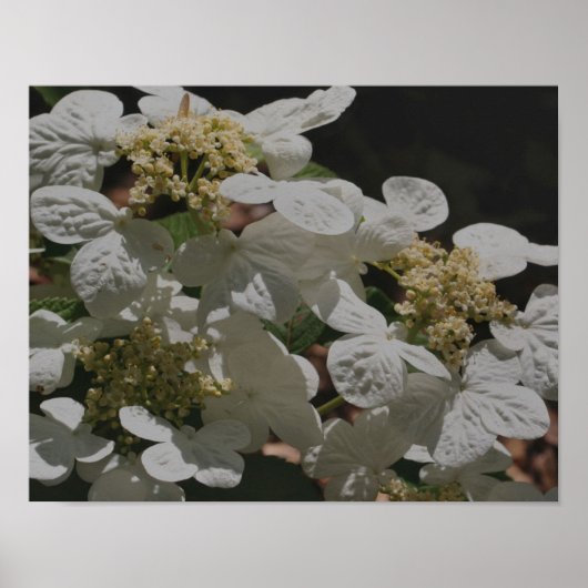 Weiße Lacecap Hydrangea-Blume Poster (Vorne)