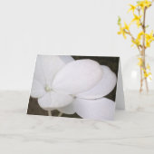 Weiße Lacecap Hydrangea-Blüten-Gruß-Karte Karte (Gelbe Blume)