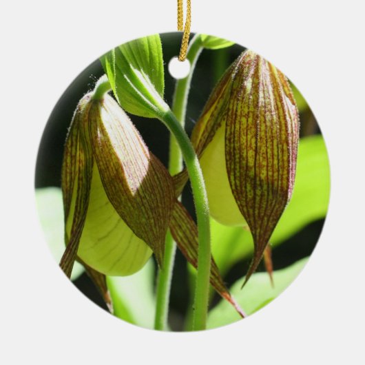 Weiße Lady Slipper Pair Blume Ornament (Vorne)