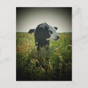 Weiße Landschaft Postkarte