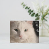 Weiße, langhaarige Katze Postkarte (Stehend Vorderseite)