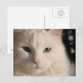 Weiße, langhaarige Katze Postkarte (Vorne/Hinten)