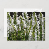 Weiße Lavendel-Blume Postkarte (Vorne/Hinten)