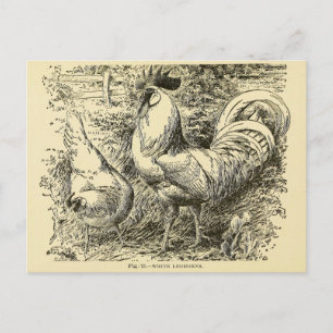 Weiße Leghorn Postkarte