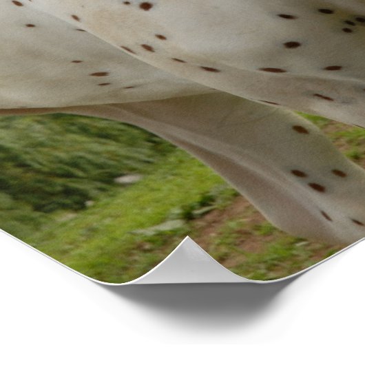 Weiße Liebe Poster (Ecke)