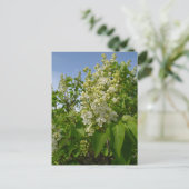 Weiße Lilacs im Blut Postkarte (Stehend Vorderseite)