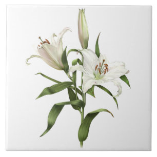 Weiße Lilie Asiatische Blumen Botanische Kunst Fliese