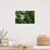 weiße Lilie auf grünem Hintergrund Poster (Küche)