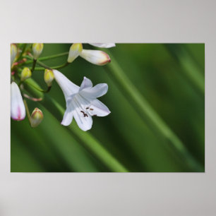 weiße Lilie auf grünem Hintergrund Poster