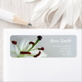 Weiße Lilie. Blume. (Insitu)