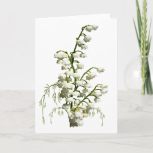 Weiße Lilie der Blume Karte