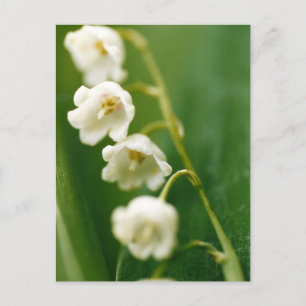 Weiße Lilie des Tals (Convallaria majalis) Feiertagspostkarte