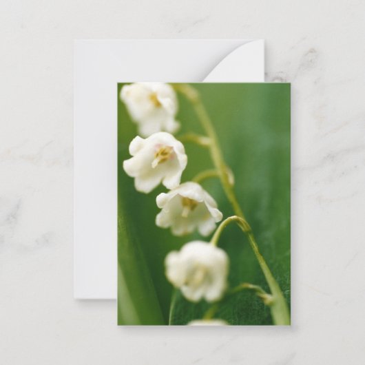 Weiße Lilie des Tals (Convallaria majalis) Mitteilungskarte (Vorderseite)