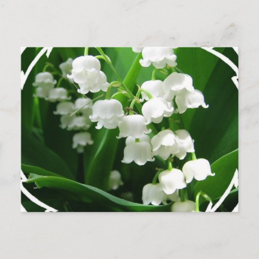 Weiße Lilie des Tals Postkarte (Vorderseite)