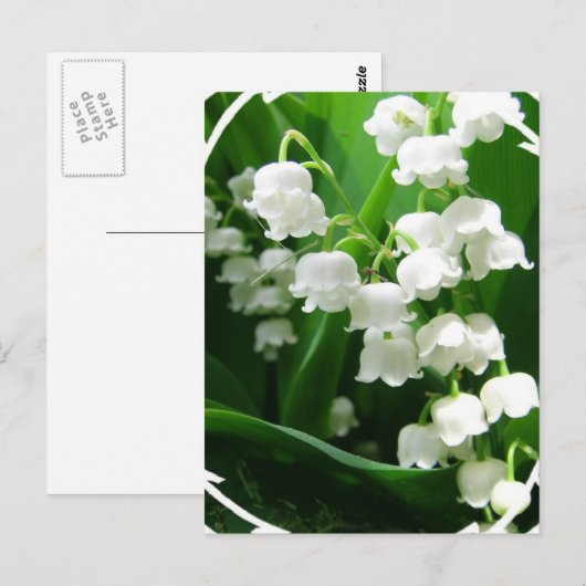 Weiße Lilie des Tals Postkarte (Vorne/Hinten)