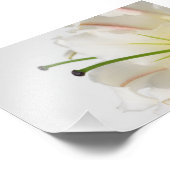 Weiße Lilie mit grünem Stamin und gelbem Zentrum Fotodruck (Ecke)