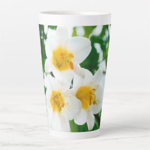 Weiße Lilien - Lilienblume Lilium candidum  Milchtasse