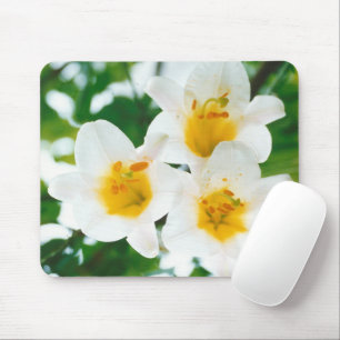 Weiße Lilien - Lilienblume Lilium candidum  Mousepad